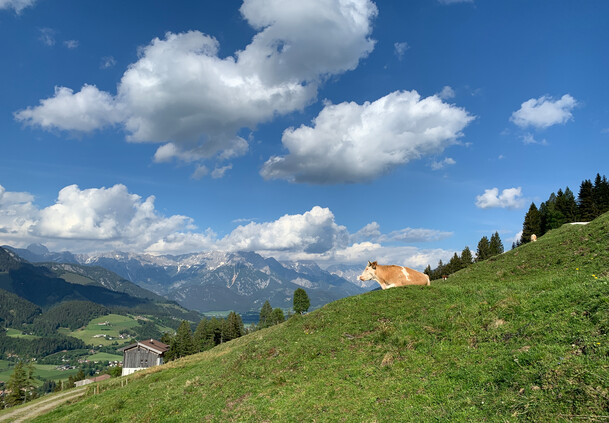 Cow on the pasture in the mountain summer in Saalfelden-Leogang