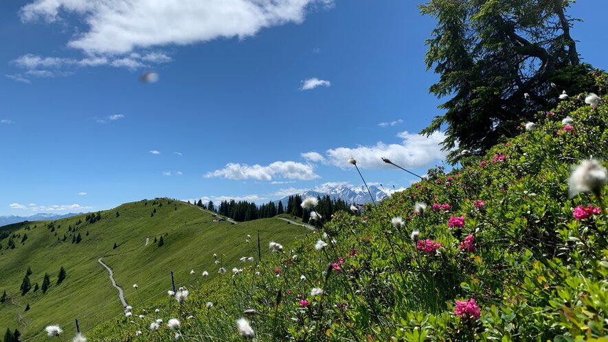 Flower meadows in summer in Saalfelden-Leogang